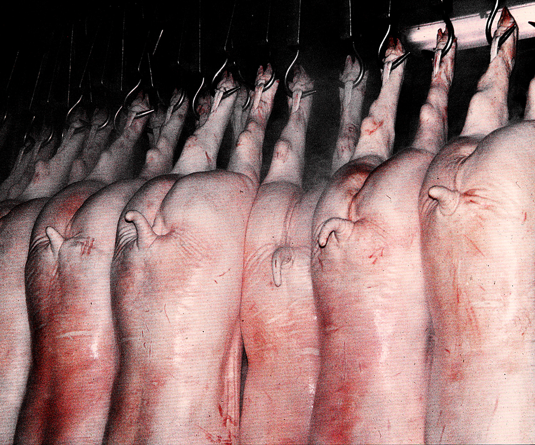 Photo abattoir 7